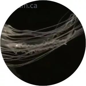 Chrysaora quinquecirrha