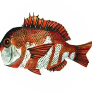 Chrysoblephus gibbiceps