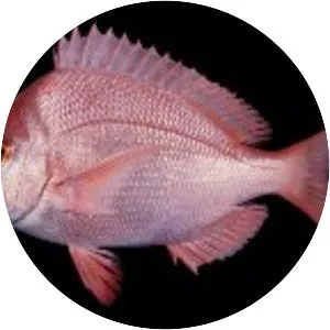 Chrysoblephus puniceus