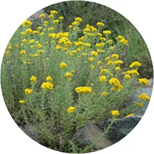 Chrysocephalum apiculatum