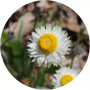 Chrysocephalum baxteri photograph