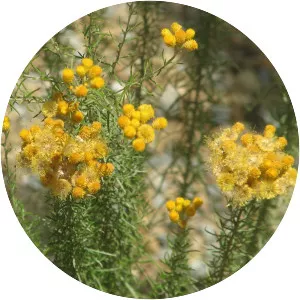 Chrysocephalum semipapposum