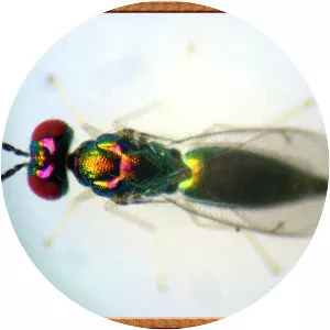 Chrysocharis