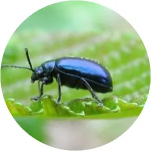 Chrysomeloidea - Insect