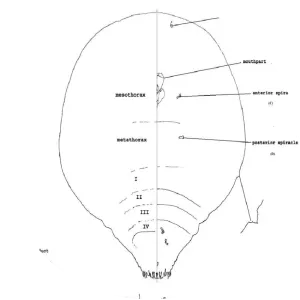 Chrysomphalus dictyospermi