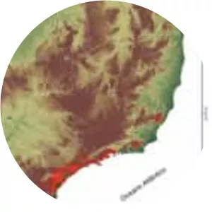 Chrysophyllum viride - 