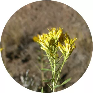 Chrysothamnus viscidiflorus