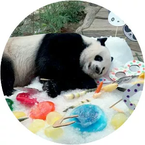 Chuang Chuang photograph