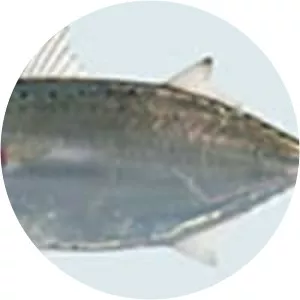 Chub mackerels