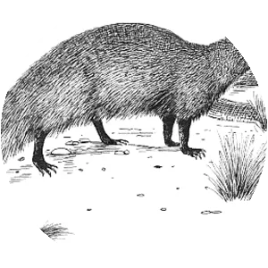 Chuchundra - Fictional character