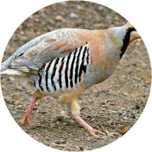 Chukar