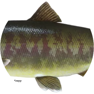 Chum salmon