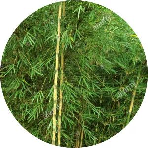 Chusquea culeou photograph