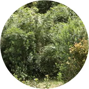 Chusquea valdiviensis