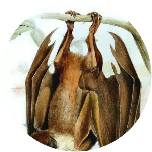 Chuuk flying fox - Animal