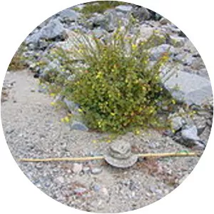 Chylismia cardiophylla - Plants