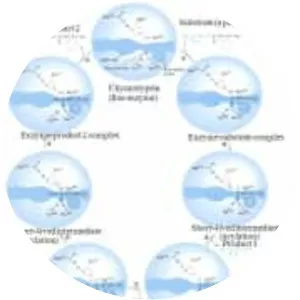 Chymotrypsinogen - Protein