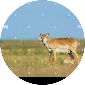 Chyornye Zemli Nature Reserve