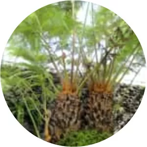 Cibotium barometz - Plants