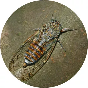 Cicada orni
