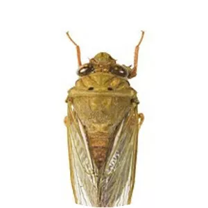 Cicadettinae