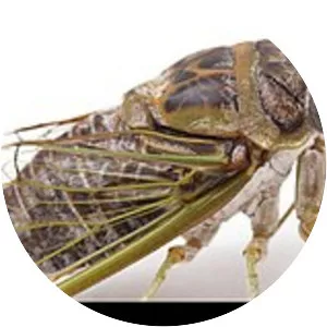 Cicadinae