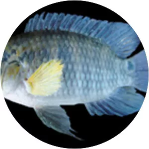 Cichlasoma paranaense - 