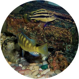 Cichlid