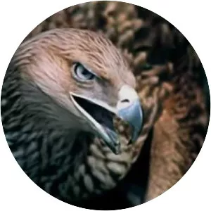 Cimborák – Hegyen-völgyön