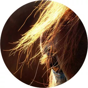 Cinch World's Toughest RodeoSince 2021