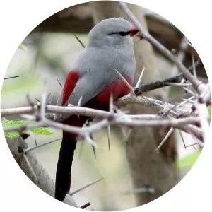 Cinderella waxbill - Birds