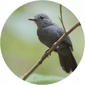 Cinereous antshrike - Bird