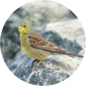 Cinereous bunting