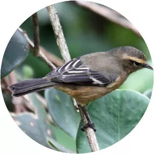 Cinereous conebill - Bird