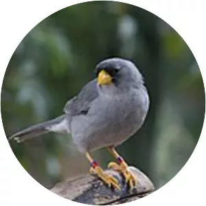 Cinereous finch - 