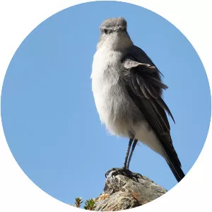 Cinereous ground tyrant - Bird