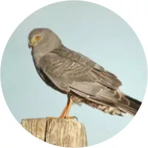 Cinereous harrier