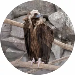 Cinereous vulture