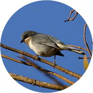 Cinereous warbling finch