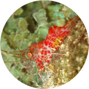 Cinetorhynchus rigens