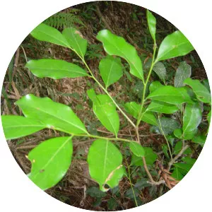Cinnamodendron dinisii - 