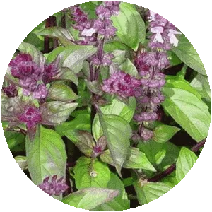 Cinnamon basil