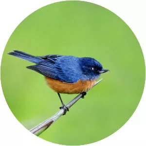 Cinnamon-bellied flowerpiercer