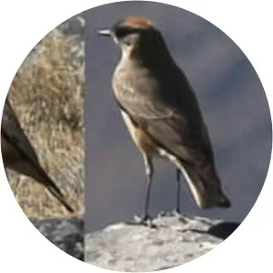 Cinnamon-bellied ground tyrant - Bird