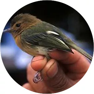 Cinnamon-breasted tody-tyrant