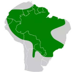 Cinnamon dog-faced bat