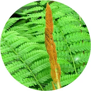 Cinnamon Fern - 