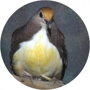 Cinnamon ground dove