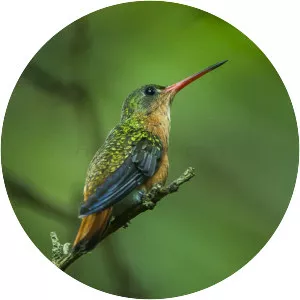 Cinnamon hummingbird