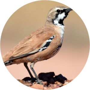 Cinnamon quail-thrush - 